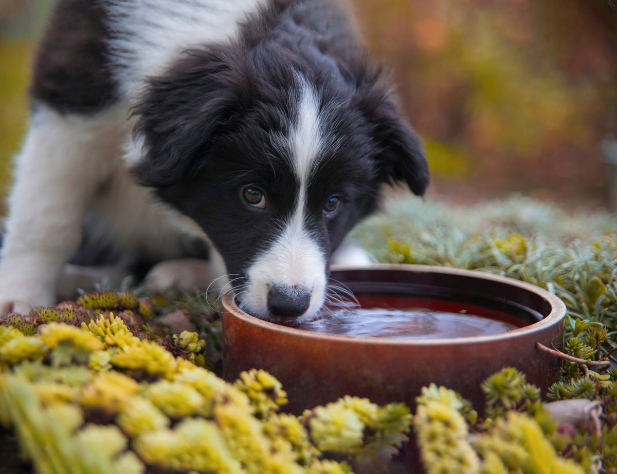 THE TREAT YOUR DOGS WILL LOVE!