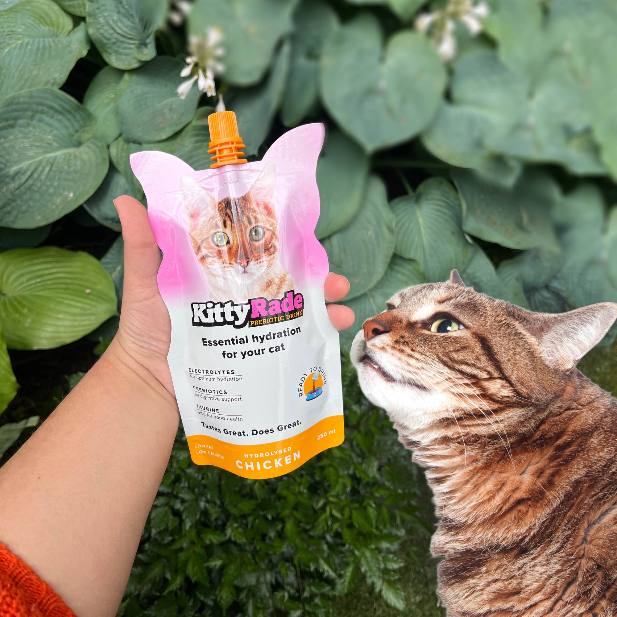 [MOVE OUT SALE!!] KittyRade Prebiotic Drink for Cats, Chicken Flavor, 10 Pack