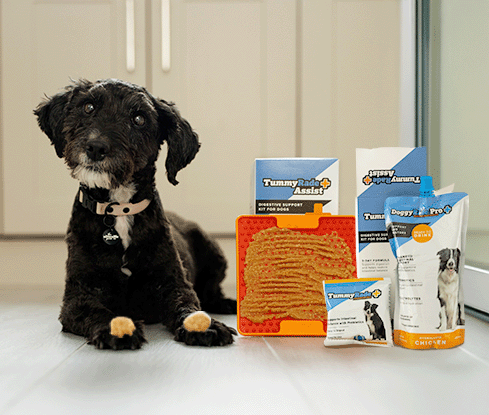 Dog with TummyRade Assist